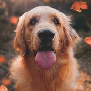 Dog testimonial